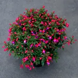 Fuchsia Red And Blue Fuchsia Red And Blue