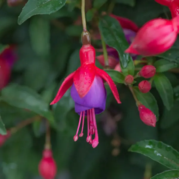 Fuchsia Red And Blue