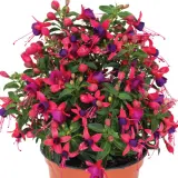 Fuchsia Red And Purple P68fucrpp - Garden Express Australia
