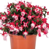 Fuchsia Red And White P68fucrwh - Garden Express Australia