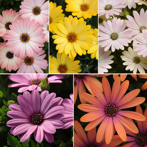 Gurus Osteospermum Serenity Collection