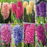 Gurus Ultimate Hyacinth Collection Colgghya 2026 - Garden Express Australia