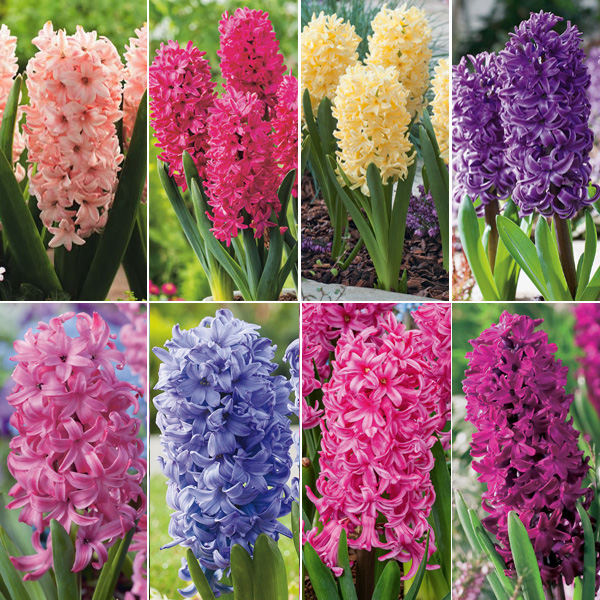 Gurus Ultimate Hyacinth Collection