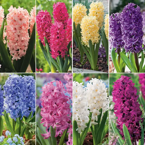Gurus Ultimate Hyacinth Collection