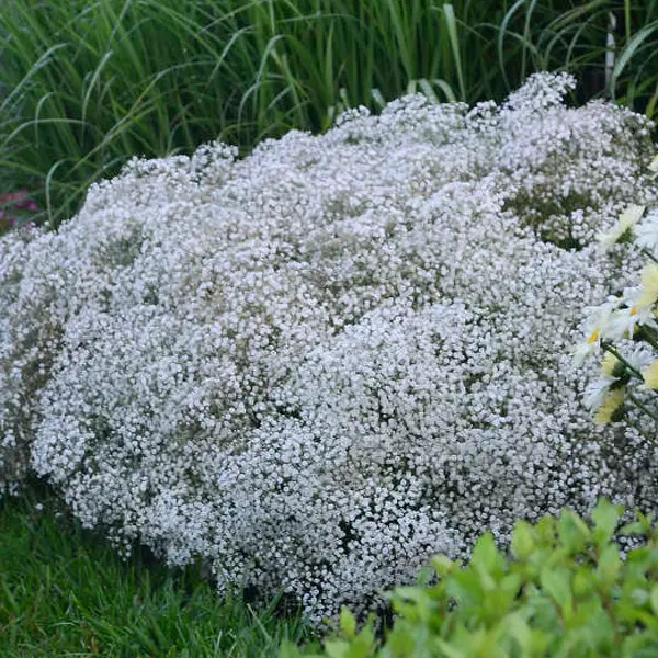 Gypsophila Summer Sparkles