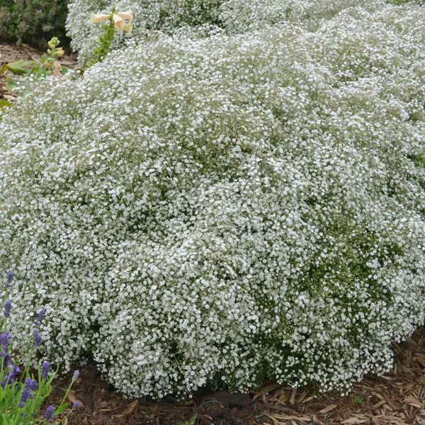 Gypsophila Summer Sparkles