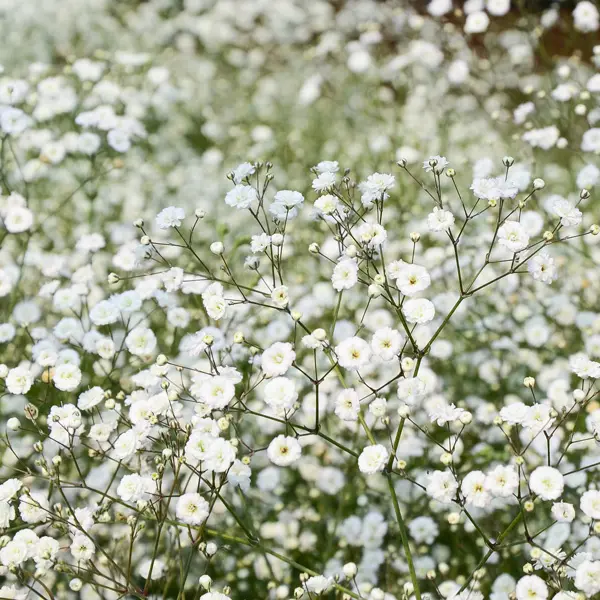 Gypsophila Summer Sparkles