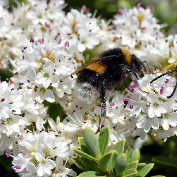 Hebe Diosmifolia Hebe Diosmifolia