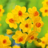 Jonquil Soliel Dor 6pk Jonquil Soliel Dor 6pk
