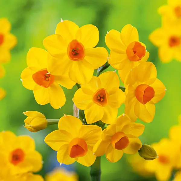 Jonquil Soliel Dor 6pk