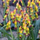 Lachenalia Quadricolour Pklacqua 1 - Garden Express Australia
