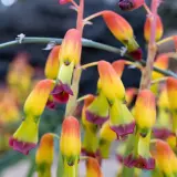 Lachenalia Quadricolour Lachenalia Quadricolour