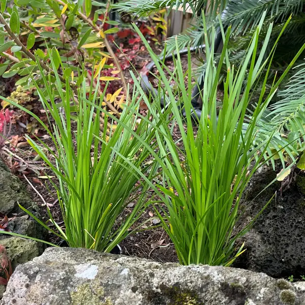 Lomandra Lime Tuff