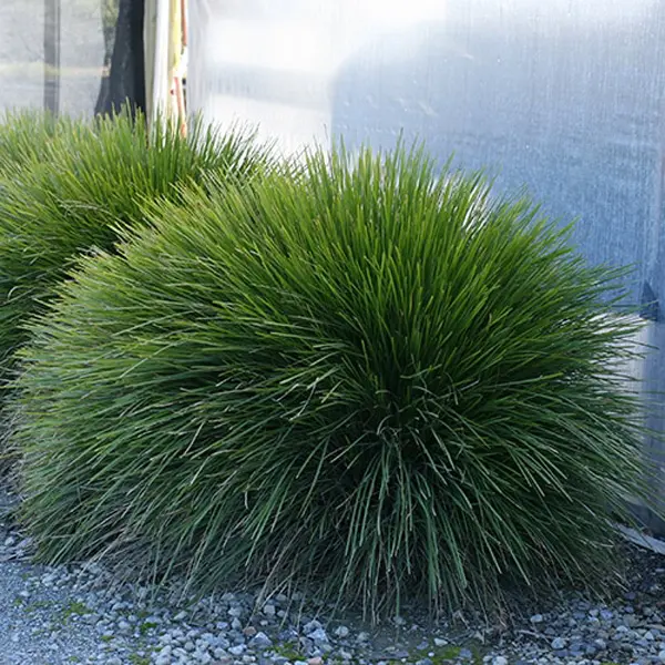 Lomandra Little Lime (pbr)