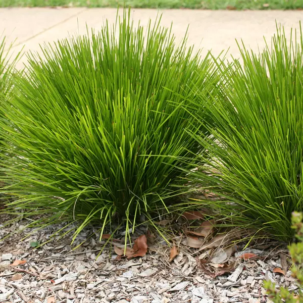 Lomandra Little Lime (pbr)
