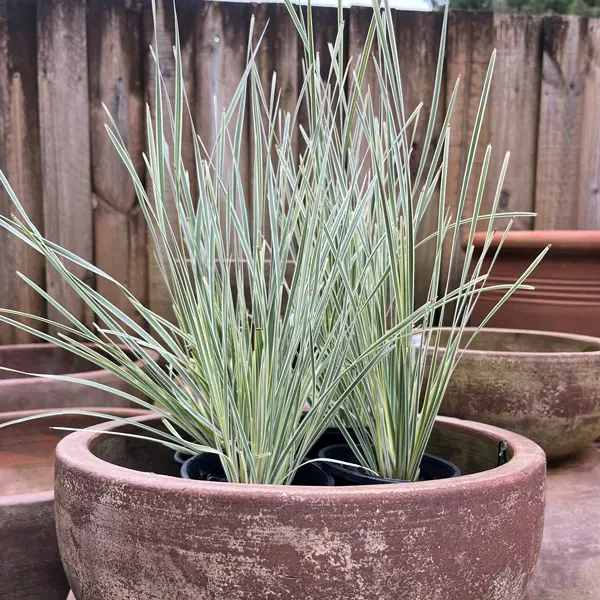 Lomandra White Sands (pbr)