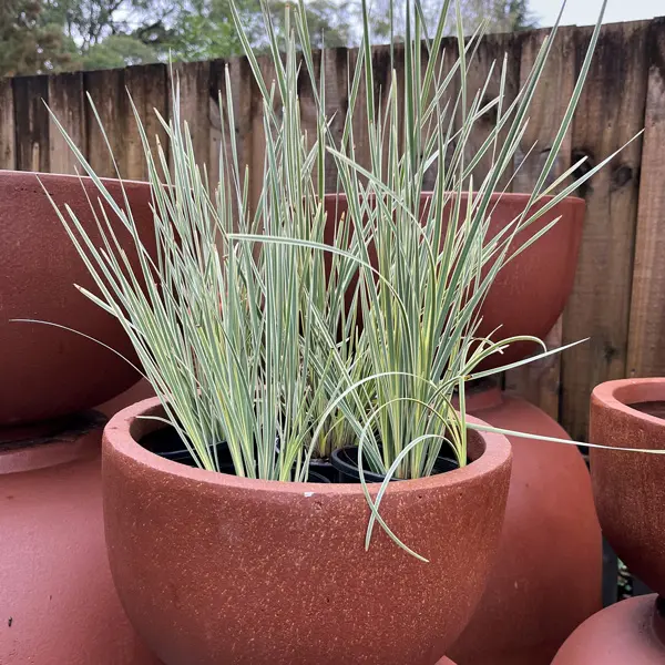 Lomandra White Sands (pbr)