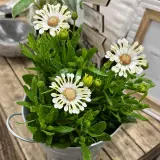 Osteospermum Margarita Cream Spoon Lplostmcs - Garden Express Australia
