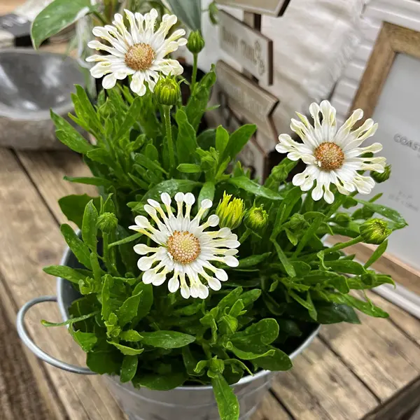Osteospermum Margarita Cream Spoon