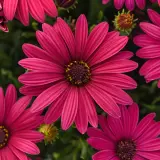 Osteospermum Serenity Electric Rose P68ostser - Garden Express Australia