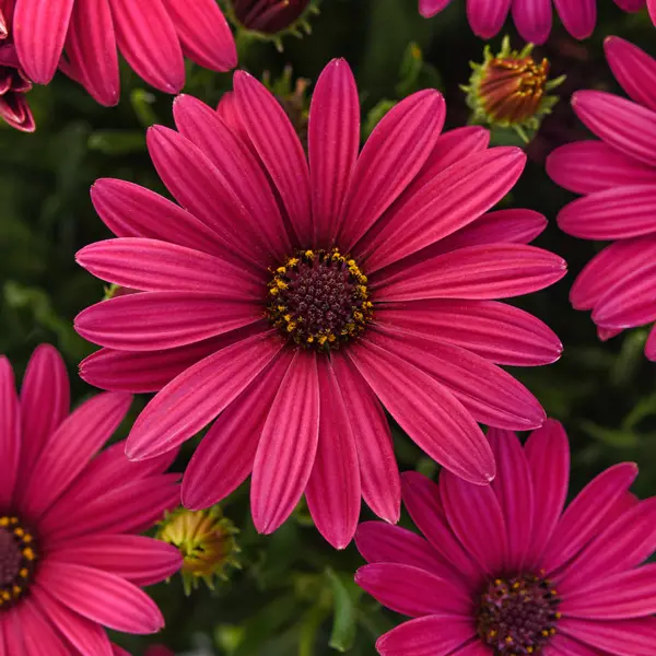 Osteospermum Serenity Electric Rose