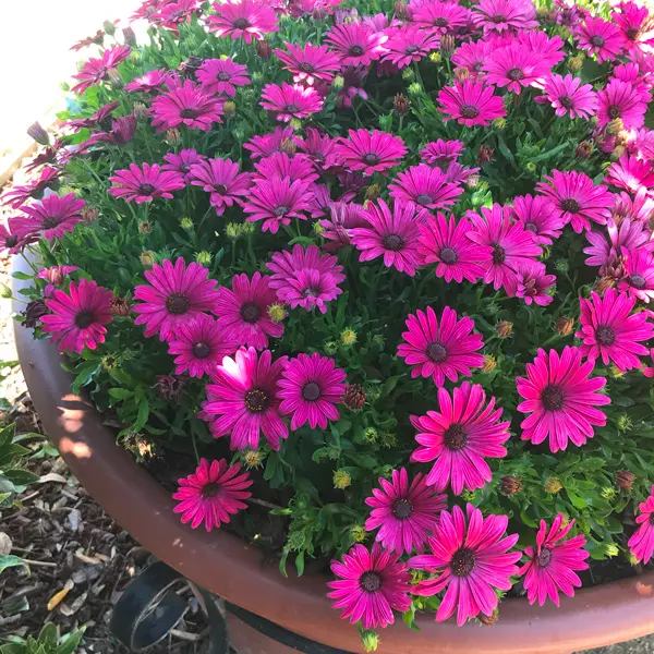 Osteospermum Serenity Electric Rose