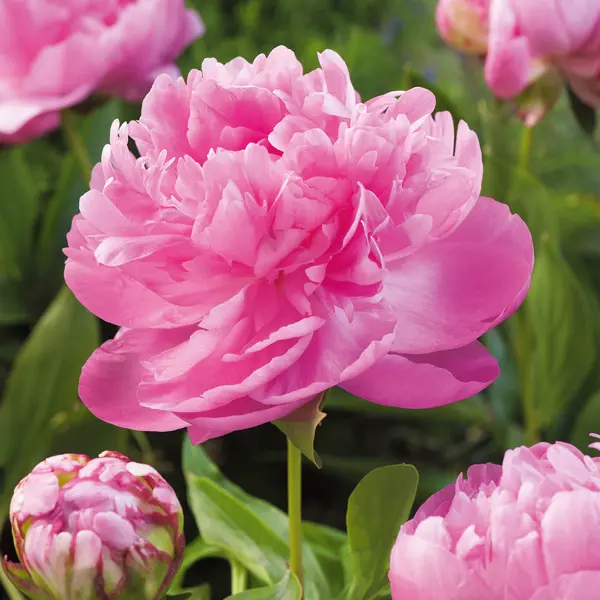 Peony Rose Jadwiga