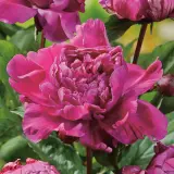 Peony Jadwiga Pkprojad - Garden Express Australia