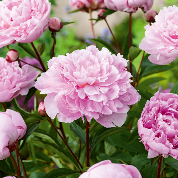 Peony Rose Jadwiga
