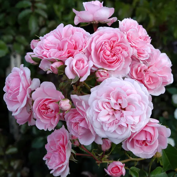 Rose Home And Garden (pbr)