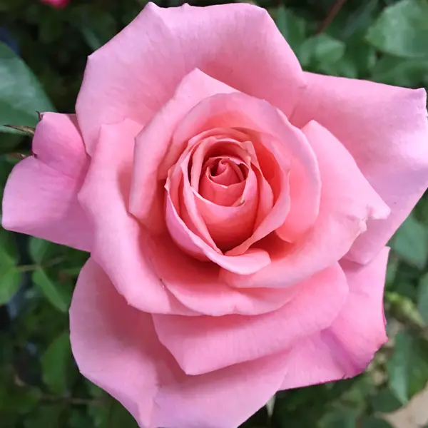 Rose Bridal Pink Rose Bridal Pink