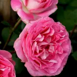 Rose Coconut Ice Rose Coconut Ice