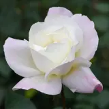 Rose Ice Princess - Garden Express Australia