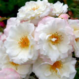 Rose Ice Princess