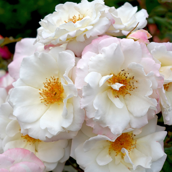 Rose Ice Princess
