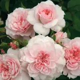 Rose Jane Mcgrath Rosfjmc - Garden Express Australia