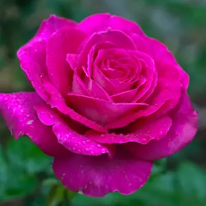 How To Plant Roses: A Step-by-step Guide For Beautiful Blooms Rose Mornington Rose Rosfmor - Garden Express Australia