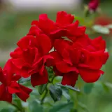 Rose Moulin Rouge Rosfmro - Garden Express Australia