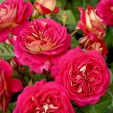 Rose No Surrender - Garden Express Australia