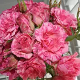 Delbard Rose Pink Intuition Delbard Rose Pink Intuition