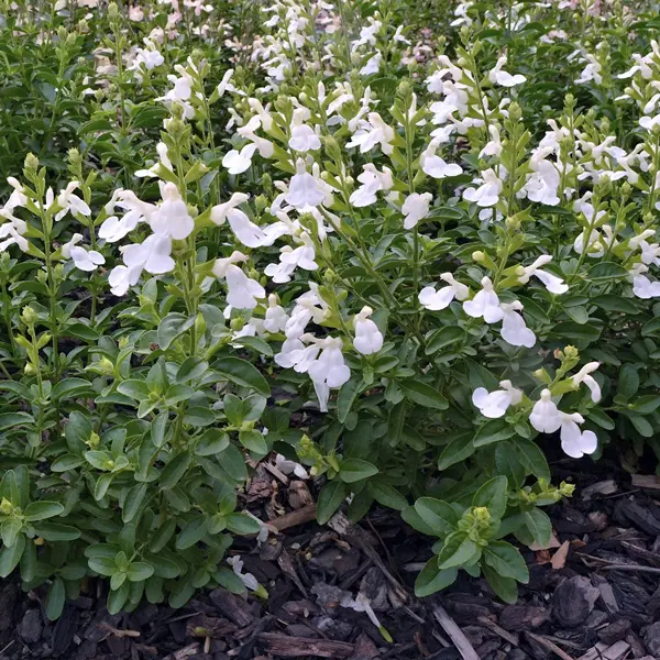 Salvia Mirage White