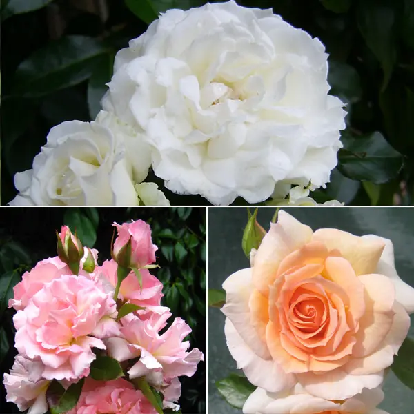 Thornless Rose Collection 2 – 3 Roses