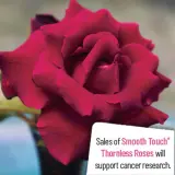 Thornless Rose Smooth Ruby Red Thornless Rose Smooth Ruby Red