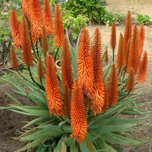 Aloe Eager Beaver