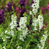 Angelonia Angelos White Lplangawh - Garden Express Australia