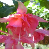 Gurus Fuchsia Collection 3- Double Basket Pots Or Protected Garden Gurus Fuchsia Collection 3- Double Basket Pots Or Protected Garden