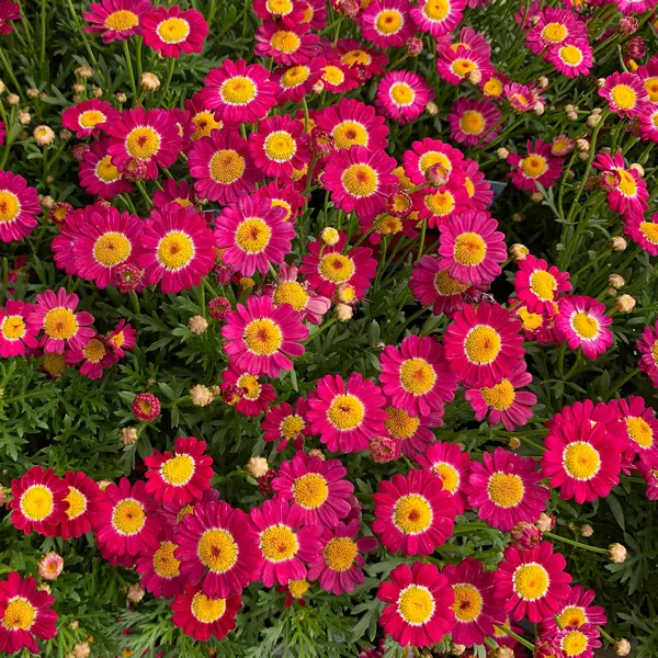 Argyranthemum Baron Red