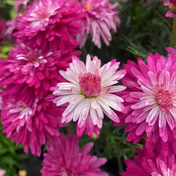 Argyranthemum Colossus Raspberry Ice