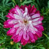 Argyranthemum Colossus Raspberry Ice Argyranthemum Colossus Raspberry Ice