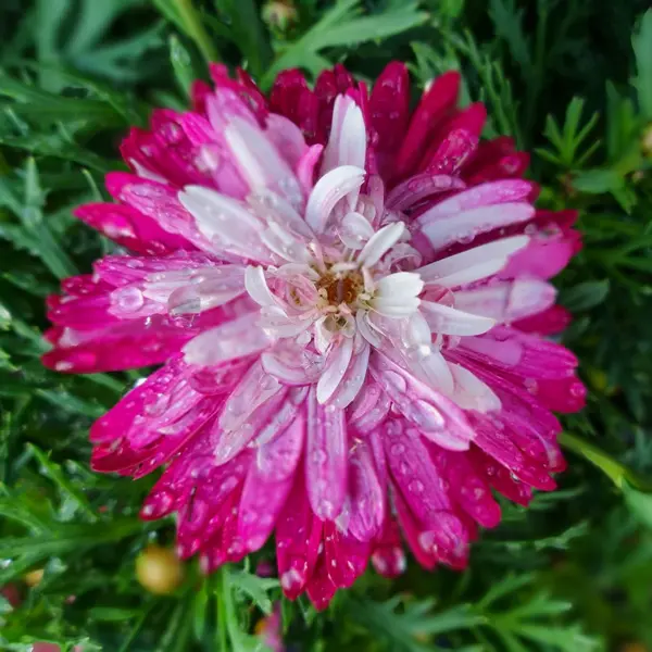 Argyranthemum Colossus Raspberry Ice